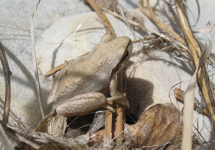 Pacific Tree Frog
